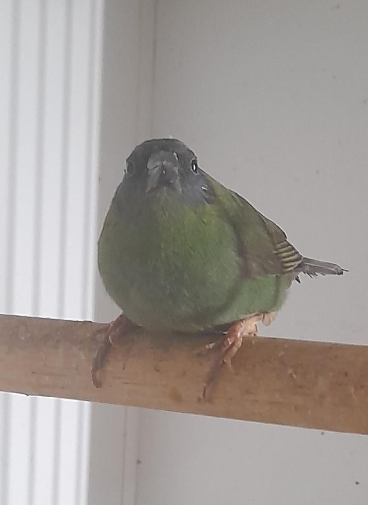Driekleurpapegaaiamadine, Dieren en Toebehoren, Mannelijk