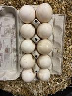 Te koop eenden eieren., Dieren en Toebehoren, Pluimvee, Geslacht onbekend, Eend
