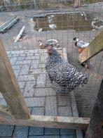 Noord Hollandse Blauwe, Dieren en Toebehoren, Pluimvee, Vrouwelijk, Kip