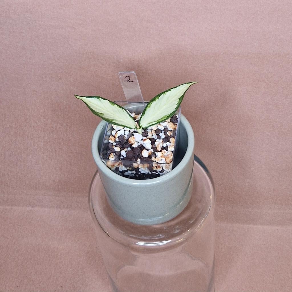 Hoya Polyneura Inner Variegated 2, Bloeiende kamerplant, Ophalen of Verzenden, Halfschaduw, Minder dan 100 cm