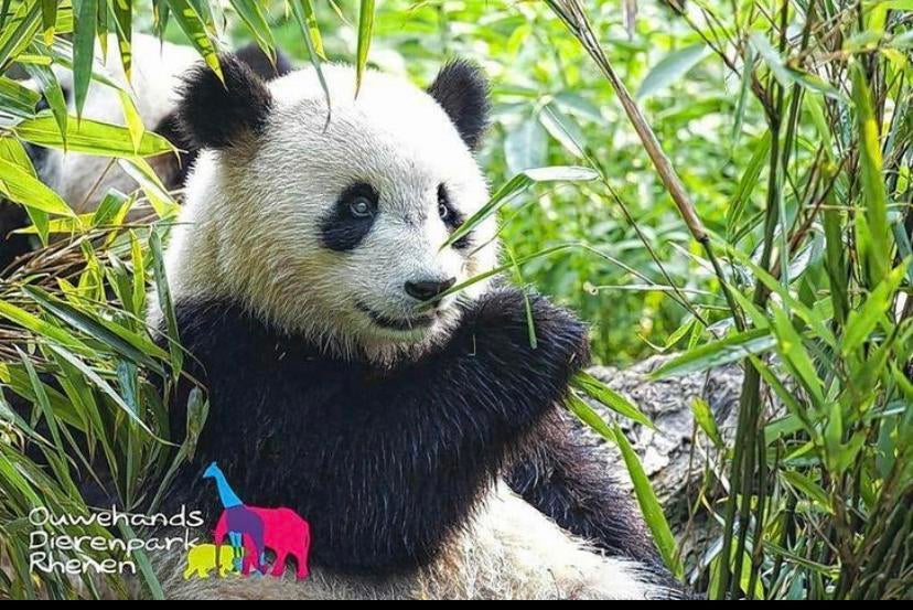 Ouwehands Dierenpark 2 entreekaarten tm 31/07/2026, Tickets en Kaartjes, Drie personen of meer, Ticket of Toegangskaart