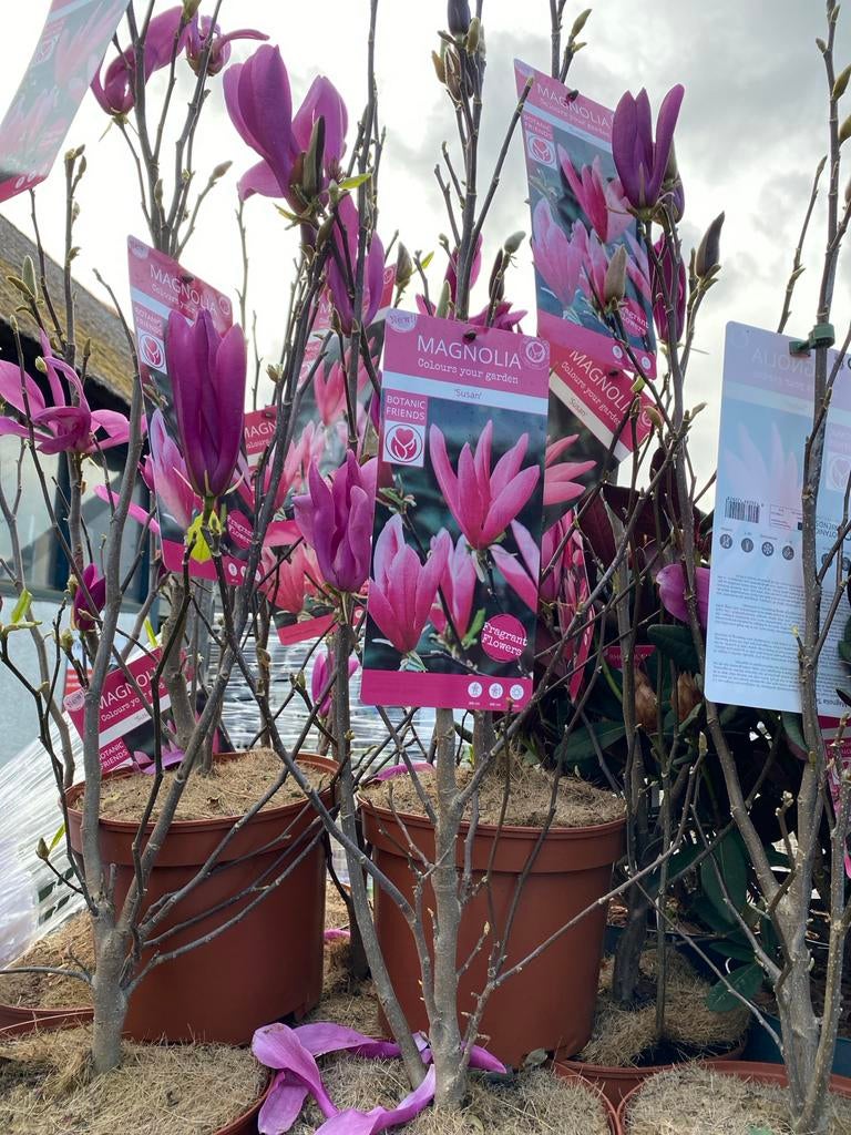 Magnolia 'Susan' - Prachtige Roze Bloemen, Volle zon, Vaste plant, Lente, Ophalen