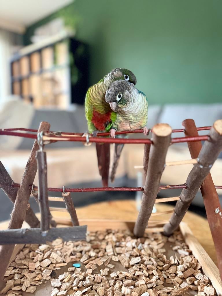 Pyrrhura koppel tam, Dieren en Toebehoren, Vogels | Parkieten en Papegaaien, Meerdere dieren, Papegaai, Tam