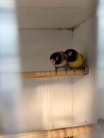 Agaporniden, Meerdere dieren, Dwergpapegaai of Agapornis