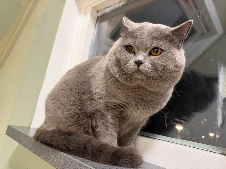 Britse korthaar dekkaters, Dieren en Toebehoren, Katten en Kittens | Dekkaters