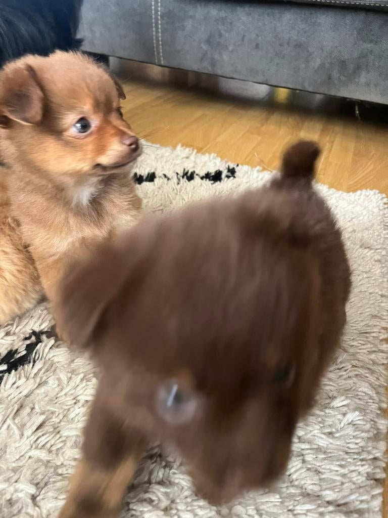 Pomriaan / chiwawa, Dieren en Toebehoren, Honden | Chihuahua's en Gezelschapshonden, Meerdere dieren, Overige rassen, Particulier