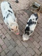 2 varkentjes, Dieren en Toebehoren, Varken, 3 tot 5 jaar