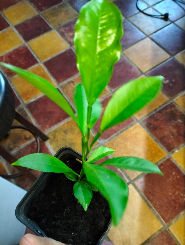 Allerlei kamerplant stekjes: o.a. saxifraga, sinaasappel, Ophalen of Verzenden