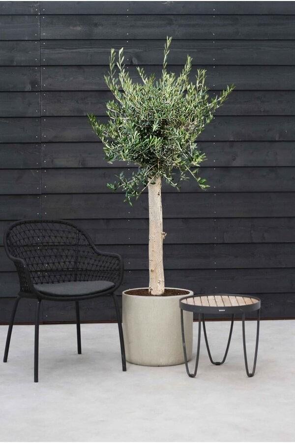 Olijfboom, Tuin en Terras, Planten | Bomen, Ophalen, Volle zon, Olijfboom, 100 tot 250 cm