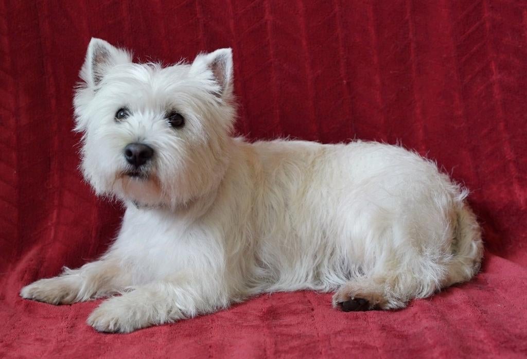Dekreu gezocht, Dieren en Toebehoren, Teef, Parvo, Eén hond, 3 tot 5 jaar