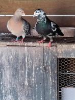 Moet je overtollige duiven kwijt?, Meerdere dieren, Postduif