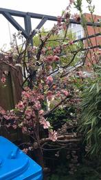 Kunst bloesem boom, circa 170 cm, Ophalen of Verzenden, Nieuw, Binnen