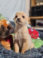 Pup Bungo zoekt een baasje, Dieren en Toebehoren, 15 weken tot 1 jaar, Buitenland, Parvo, Eén hond