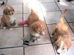 Nova scotia duck tolling retriever pups mogen gelijk mee, Dieren en Toebehoren, Nederland, Labrador retriever, Meerdere, Meerdere dieren