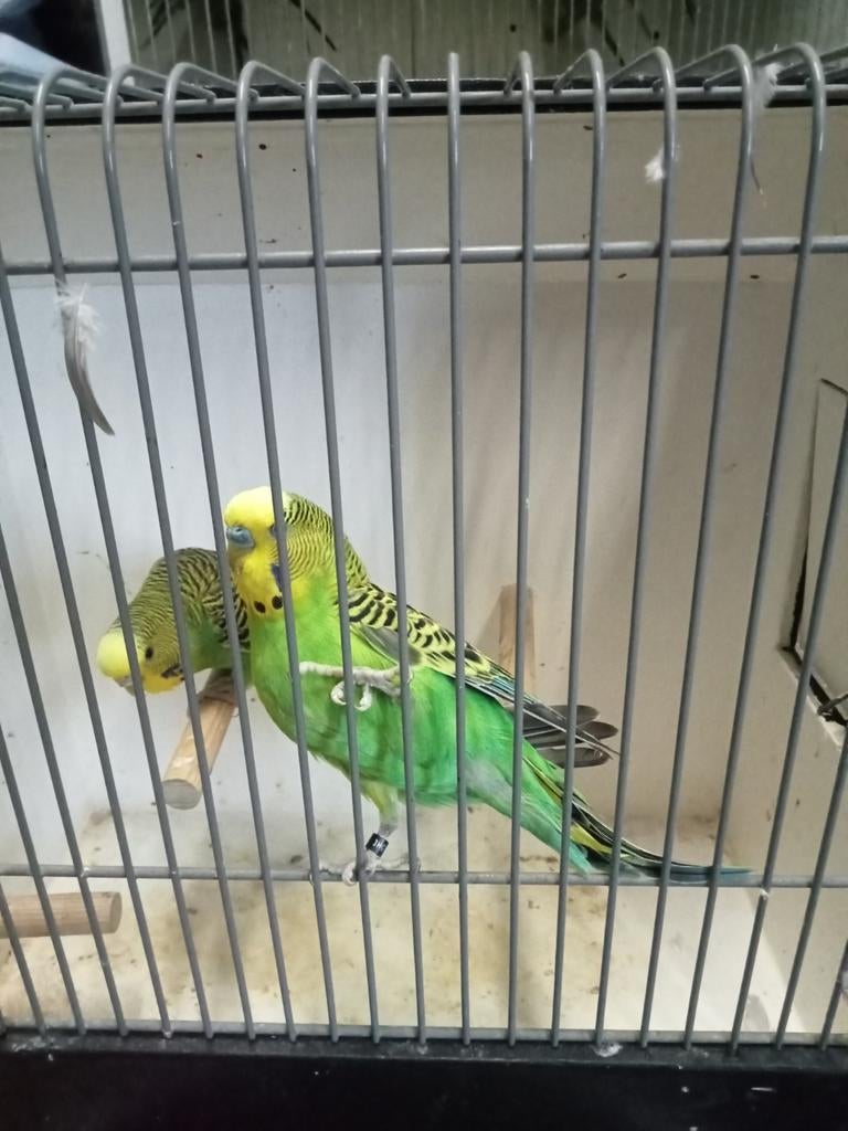 Ino grasparkieten, Dieren en Toebehoren, Meerdere dieren, Parkiet