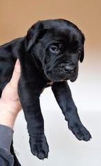 Prachtig nest, raszuivere Cane Corso pups geboren!, Overige rassen, 8 tot 15 weken, Meerdere, Meerdere dieren