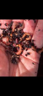Compostwormen voor je wormenhotel, wormen bak of composthoop, Ophalen of Verzenden