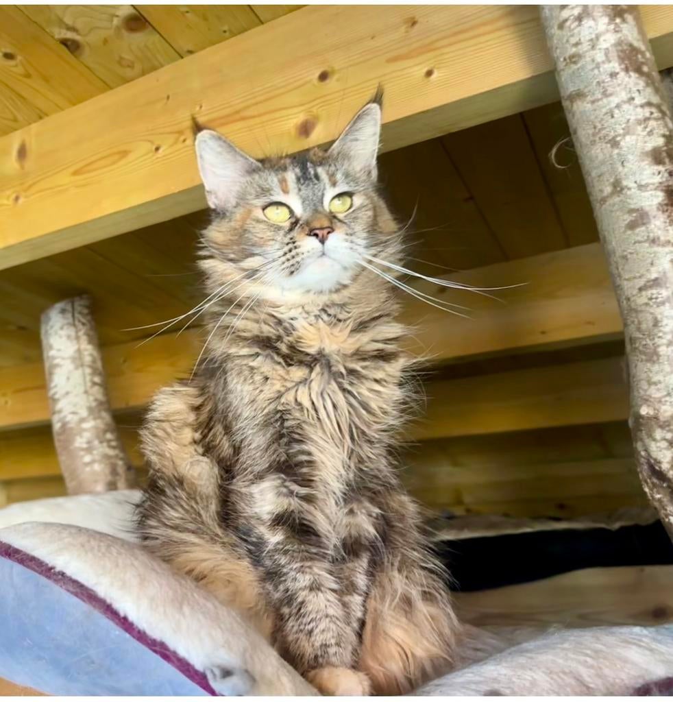 Maine Coon poesje, Poes, Met stamboom, 0 tot 2 jaar