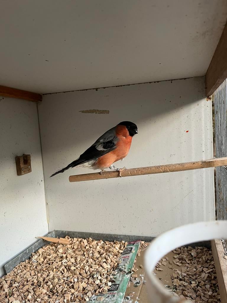 Goudvink, Dieren en Toebehoren, Mannelijk, Wildzangvogel