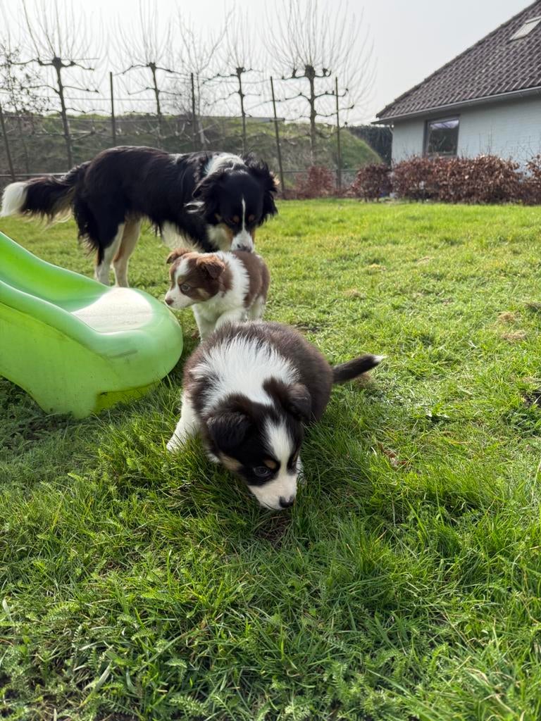 Raszuiver border collie pups, Dieren en Toebehoren, Honden | Herdershonden en Veedrijvers, Parvo, 8 tot 15 weken, Collie, Meerdere