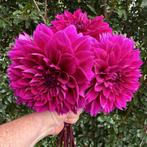 Thomas Edison Dahlia XL, Ophalen, Volle zon, Knol