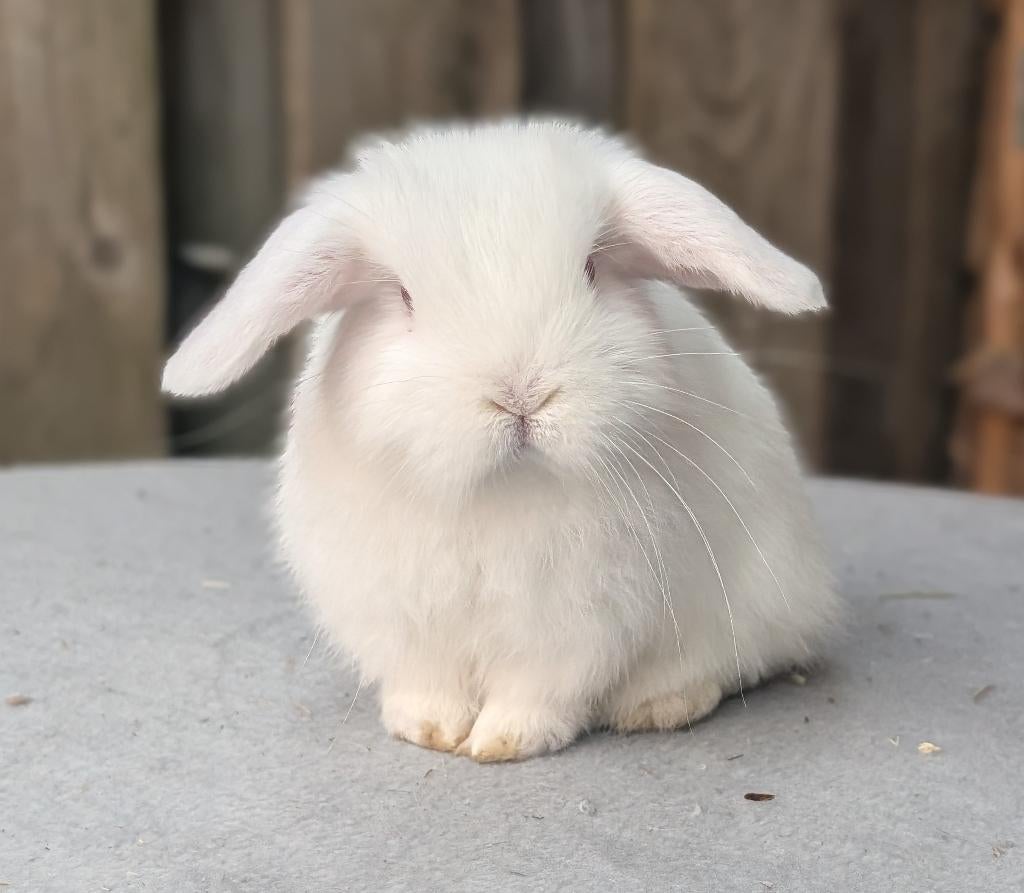 Lief minilop konijntje voedster, Dieren en Toebehoren, Konijnen, Vrouwelijk, Dwerg, Hangoor, 0 tot 2 jaar