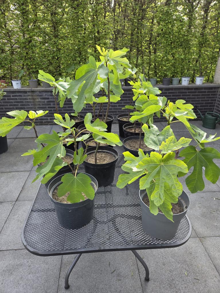 Vijgenboom "Brown Turkey", Tuin en Terras, Ophalen, Minder dan 100 cm, Volle zon, In pot