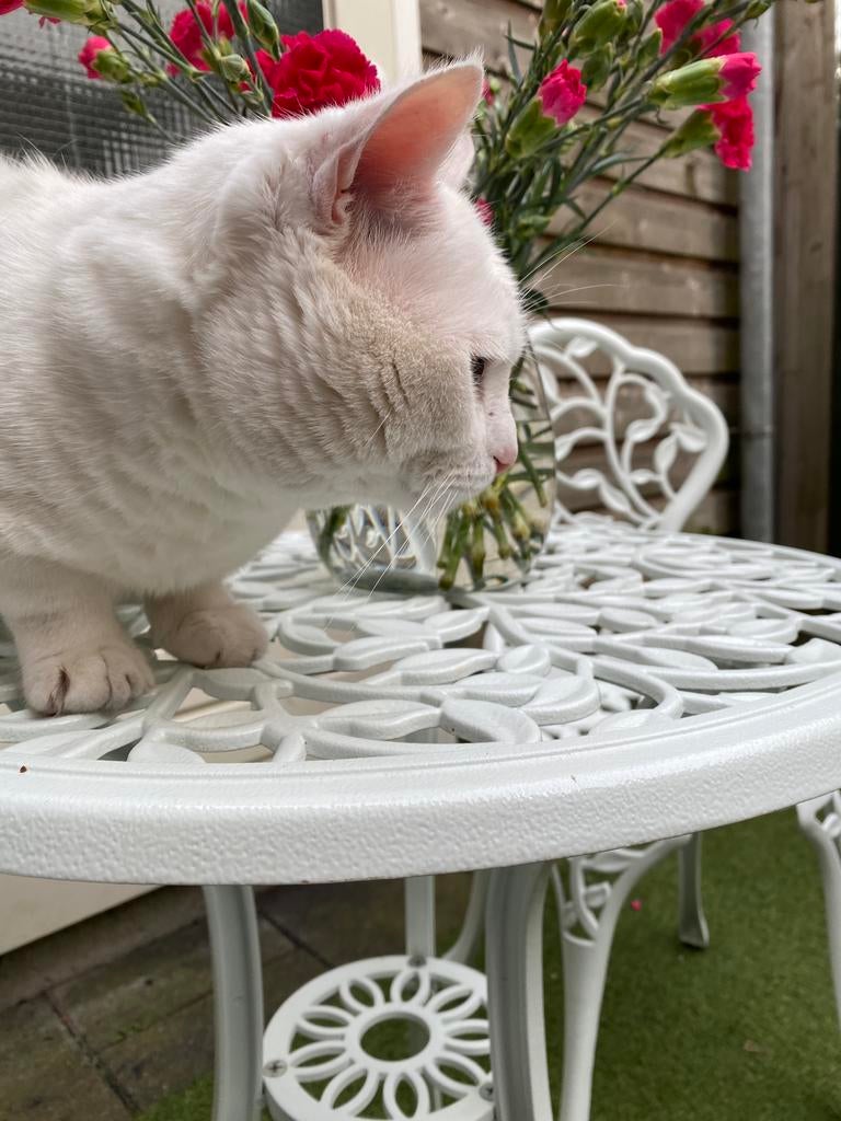 Zachte, kindvriendelijke kat zoekt gouden mand (met tuin), Dieren en Toebehoren