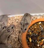 Jonge chinese dwerghamsters ( vrouw) geen groothandel, Hamster, Vrouwelijk, Januari, Tam