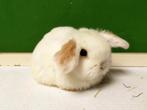Heel mooie jonge NHD/Minilop konijntjes, te reserveren., Meerdere dieren, Dwerg, Hangoor, 0 tot 2 jaar
