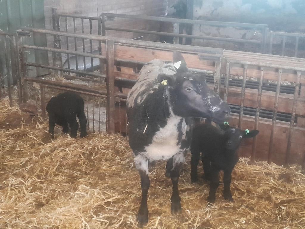 Mooi bont schaap met twee ooilammeren, Dieren en Toebehoren, Schapen, Geiten en Varkens, Vrouwelijk, Schaap