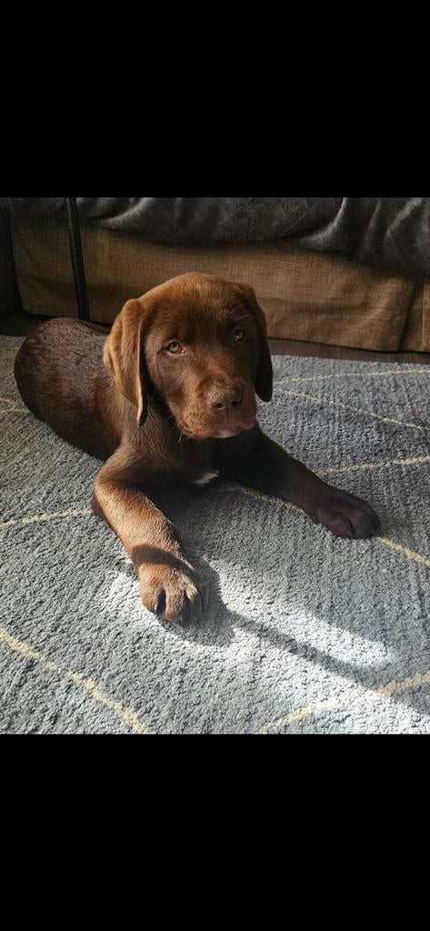 Prachtige Labrador reutje te koop, Dieren en Toebehoren, Honden | Retrievers, Spaniëls en Waterhonden, Reu, 8 tot 15 weken, Labrador retriever