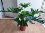 Philodendron Selloum - Philodendron H: 70 cm., Ophalen, Overige soorten, Halfschaduw, Minder dan 100 cm