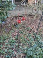 3 Rozenplanten gratis op te halen, Tuin en Terras, Planten | Tuinplanten, Ophalen