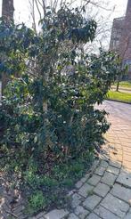 5 struik haag bomen Portugese laurierhaag, Ophalen, Laurier, Struik, 100 tot 250 cm