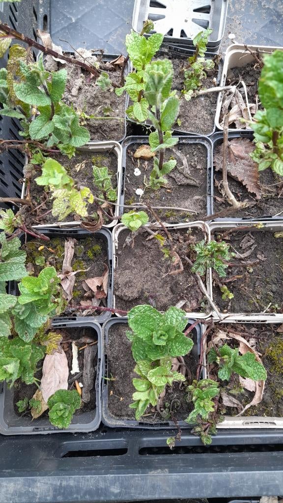 Verse Muntplantjes - Ideaal voor Thee en Gerechten, Vaste plant, Ophalen of Verzenden, Halfschaduw, Kruiden