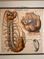 Vintage Schoolplaat Duizendpoot (Myriopoda) - Pfurtscheller, Ophalen of Verzenden, Natuur en Biologie