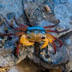Tricolor Borneo vampierkrabbetjes (Lepidothelphusa Menneri), Slang, 0 tot 2 jaar