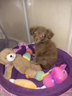 Chihuahua pup, 8 tot 15 weken, Parvo, Eén hond, Nederland