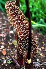 arum cornutum, Ophalen of Verzenden, Voorjaar, Volle zon, Bloembol