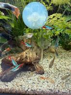 Jonge guppen vrouwtjes, Dieren en Toebehoren, Vissen | Aquariumvissen, Vis