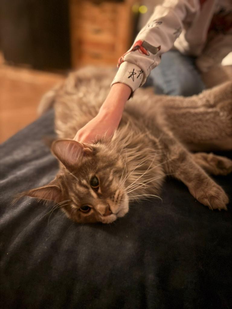 Prachtige Maine Coons, Meerdere dieren, Gechipt, 0 tot 2 jaar