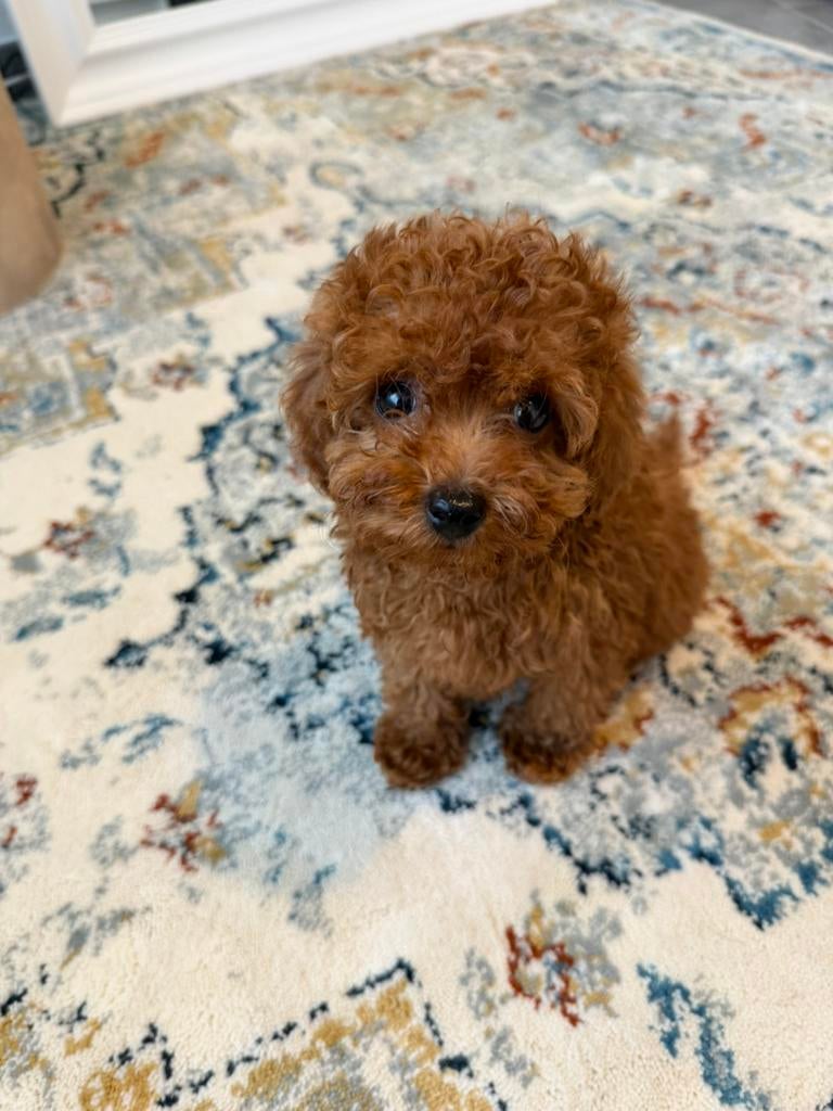 Toy poedel / Toy poodle, Poedel, België, Particulier, 15 weken tot 1 jaar