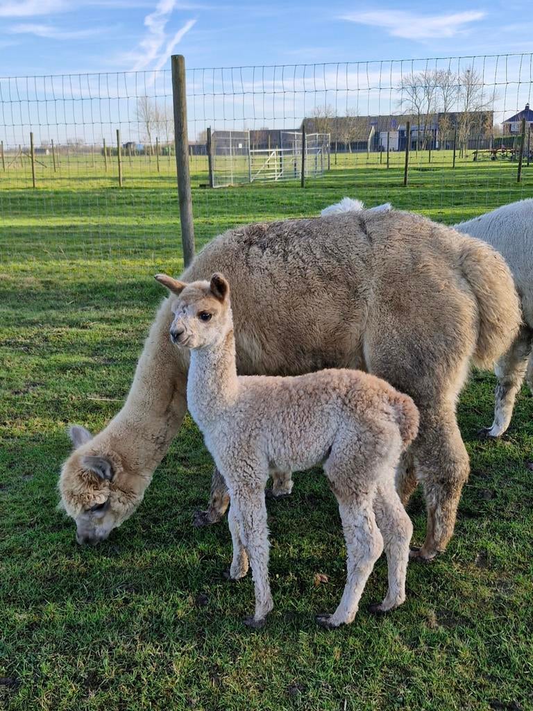 Alpacamerrie met hengstveulen, Februari, Meerdere dieren