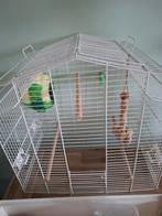 Complete parkieten hobby, Dieren en Toebehoren, Mannelijk, Parkiet