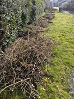 Betongaas met (dode) klimop er door (oud ijzer), Tuin en Terras, Ophalen, Gebruikt, 20 meter of meer, Raster