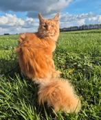 Maine coon kater met stamboom, Kater, Met stamboom, 0 tot 2 jaar
