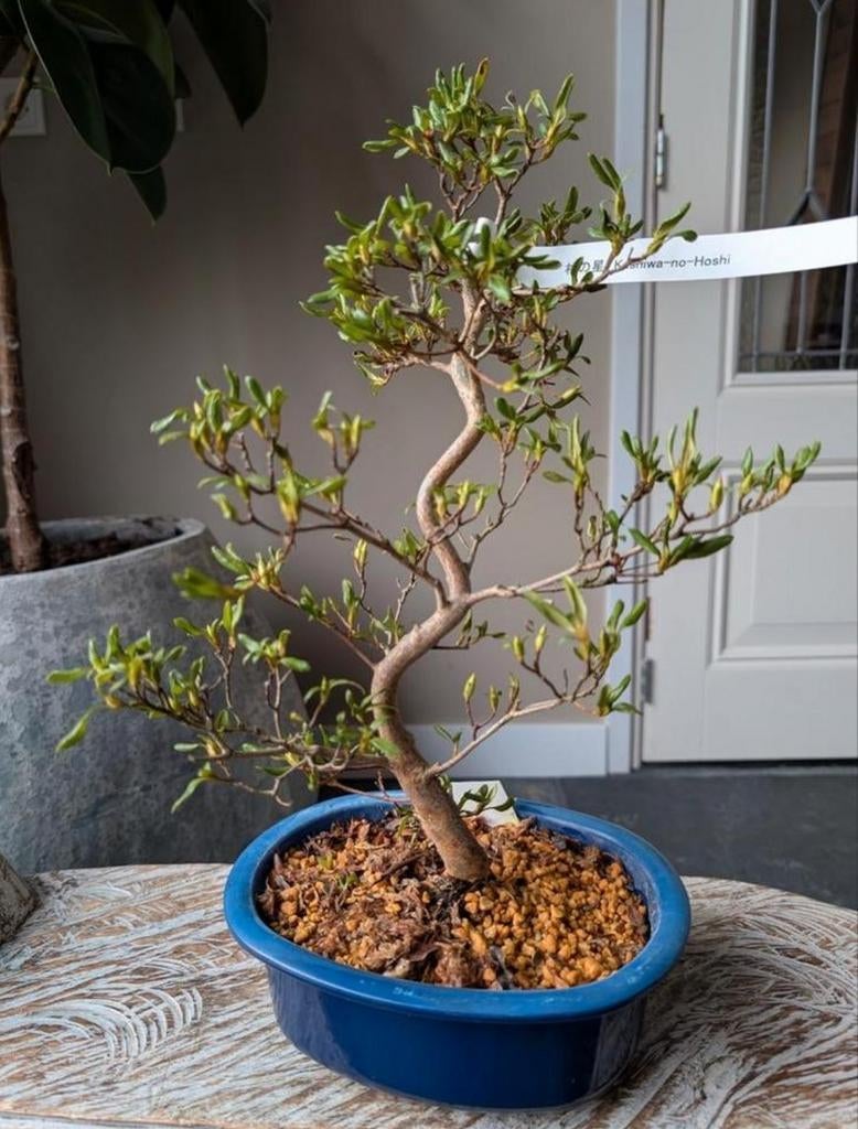 Satsuki Azalea Kashiwa-No-Hoshi Bonsai, Tuin en Terras, Planten | Bomen, Bloeit niet, Halfschaduw, Minder dan 100 cm, Overige soorten