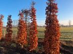 beukenbomen en plantgoed, Overige soorten, 100 tot 250 cm, Zomer, Ophalen