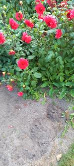 Dahlia Knollen Rood - Prachtige Zomerbloeiers, Ophalen of Verzenden, Voorjaar, Volle zon, Knol